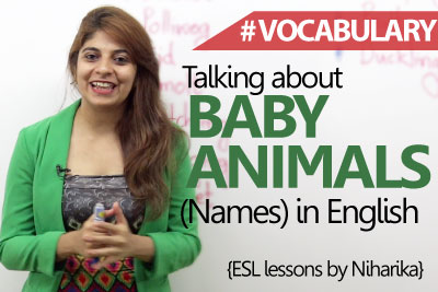Learn English - Baby Animals names ( Beginner English Lesson)